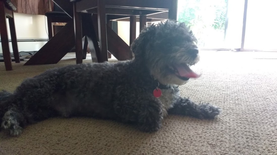 odie.jpeg
